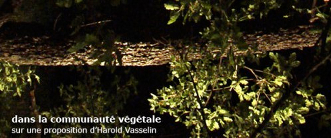 Dans la communauté végétale