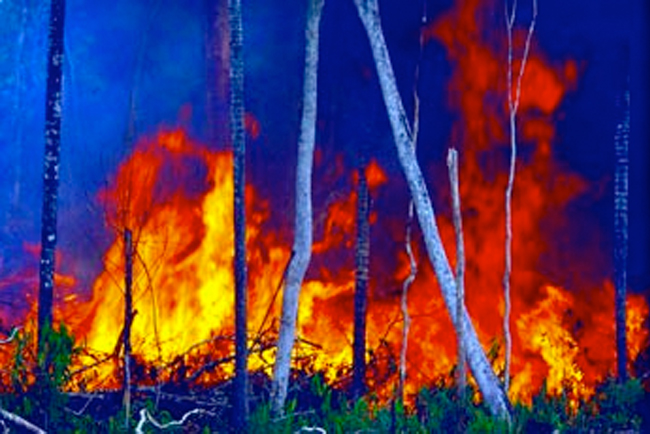 Frans Krajcberg: Nature