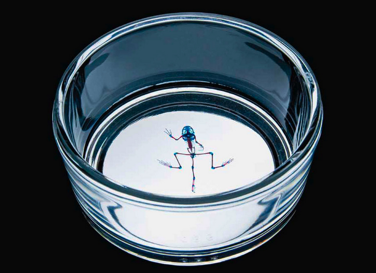 Brandon Ballengée © Laurence Godart 