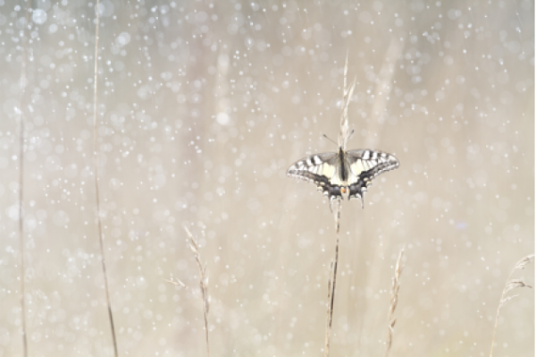 Festimages – Nature