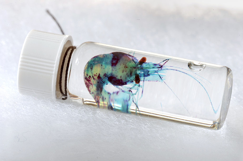 Brandon Ballengée © Laurence Godart 