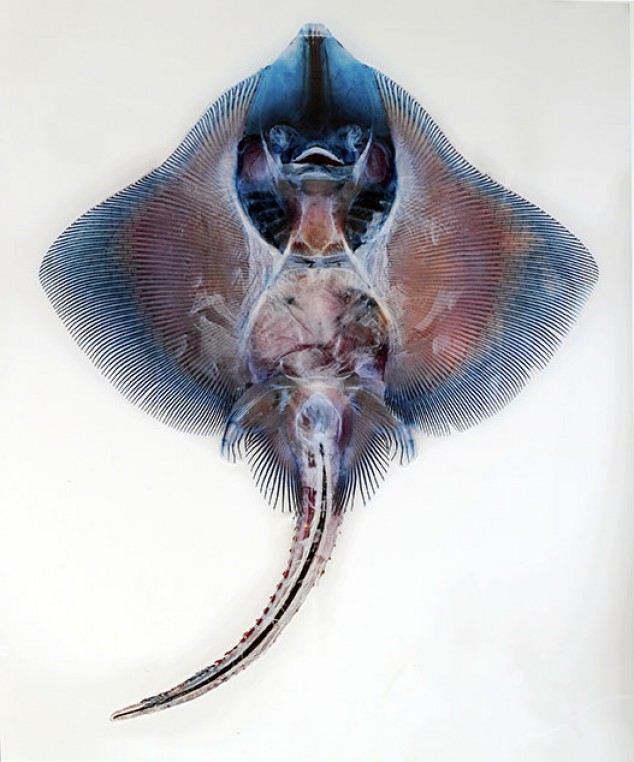 Brandon Ballengée © Laurence Godart 