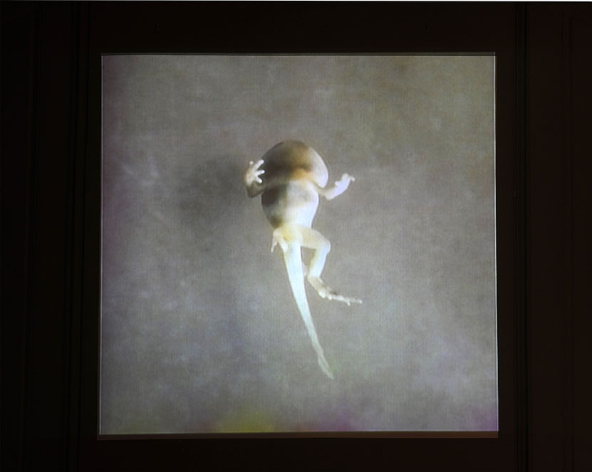 Brandon Ballengée © Laurence Godart 