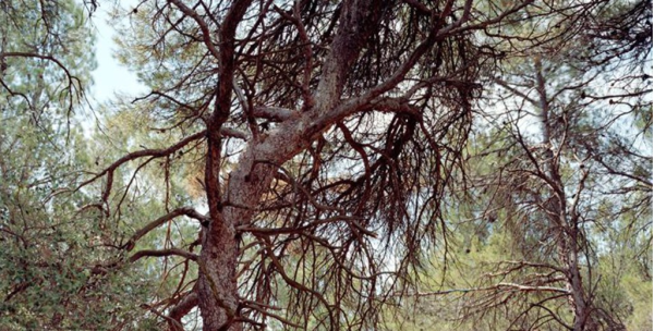 Exposition « Dans les bois » de Simone Nieweg au Goethe Institut