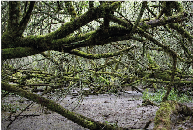 Vue sur la partie semi-humide couverte de saules (en été)